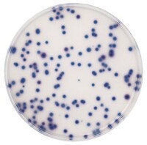 Agar para Coliformes para Microbiologia Chromocult® x500 gramos