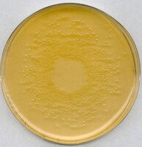 Agar nutritivo para Microbiología, 500gr. Merck