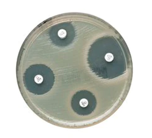 Sensidisco Anfotericina B 100 U µg, 5x50 Discos. Condalab