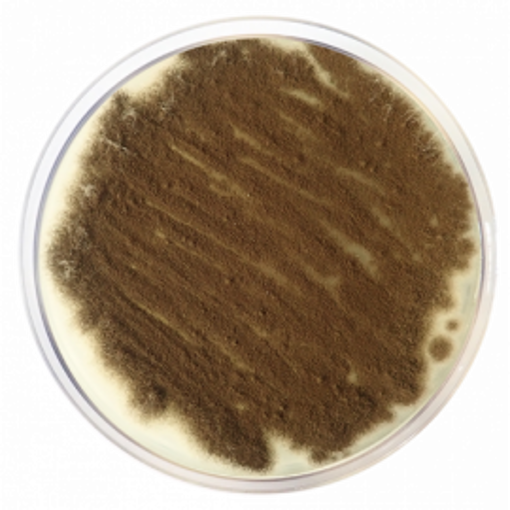 Agar PDA dextrosa de patata EP / USP / BAM, 500gr. Condalab