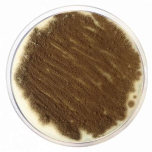 Agar bacteriológico americano, 500gr. Condalab