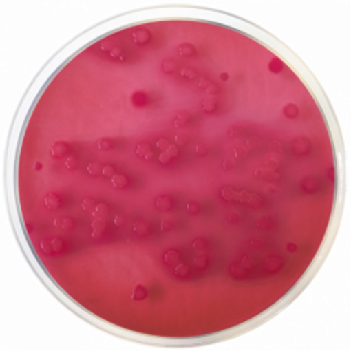 Agar biliar rojo violeta con glucosa (VRBG) EP / USP / ISO, 500gr. Condalab