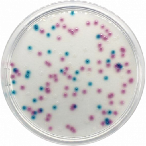 Base de Agar Cromogénico E. coli-Coliformes (BOE) x 500g