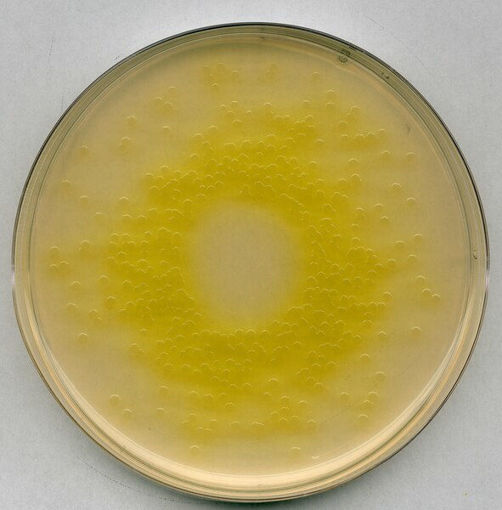 Agar cetrimida (base), según ISO 22717, FDA-BAM y Ph. Eur./USP/JP GranuCult®,  500 gr. Merck