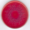 Agar MacCONKEY, según ISO 21150, ISO 21567. FDA-BAM y EP, USP, JP GranuCult®, 500 gr. Merck