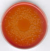 Agar MacCONKEY, según ISO 21150, ISO 21567. FDA-BAM y EP, USP, JP GranuCult®, 500 gr. Merck