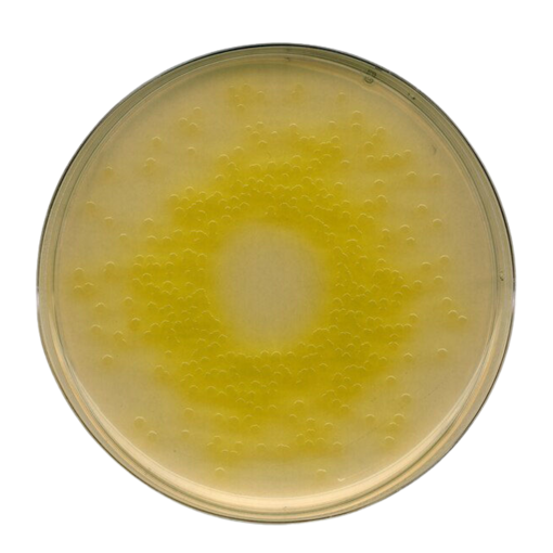 Agar cetrimida (base), según ISO 22717, FDA-BAM y Ph. Eur./USP/JP GranuCult®,  500 gr. Merck