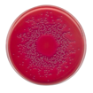 Agar MacCONKEY, según ISO 21150, ISO 21567. FDA-BAM y EP, USP, JP GranuCult®, 500 gr. Merck