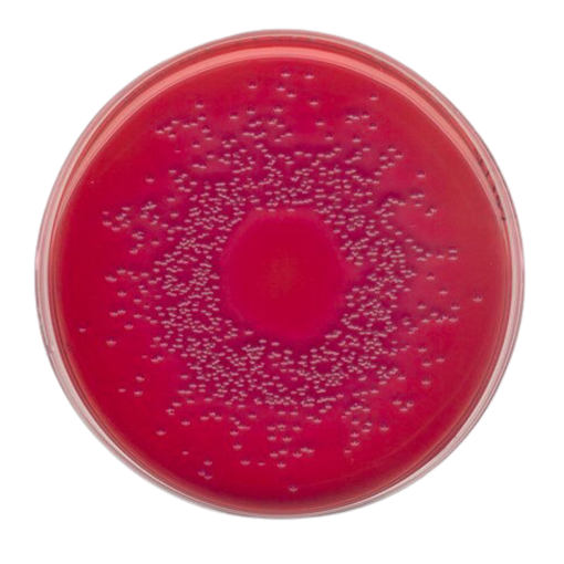 Agar MacCONKEY, según ISO 21150, ISO 21567. FDA-BAM y EP, USP, JP GranuCult®, 500 gr. Merck