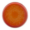 Agar MacCONKEY, según ISO 21150, ISO 21567. FDA-BAM y EP, USP, JP GranuCult®, 500 gr. Merck