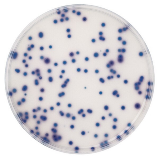 Agar para coliformes para Microbiologia Chromocult®, 500 gr. Merck