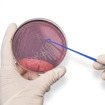 Asa bacteriológica, plástica, desechable, calibrada, estéril, x paquete. Citoplus